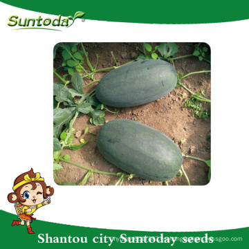 Suntoday caja de hielo asiático vegetal híbrido F1 agricultura sandía negro vegitable exportación importación heirloom seeds company (11015)